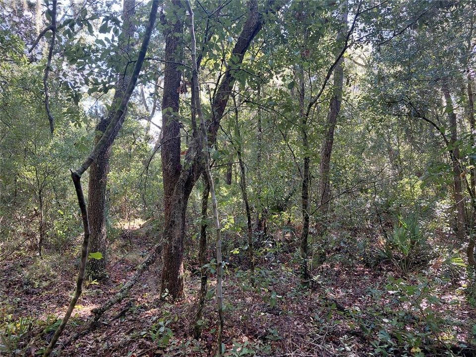 待售: $49,000 (1.16 acres)