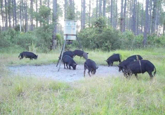En Venta: $1,200,000 (225.00 acres)
