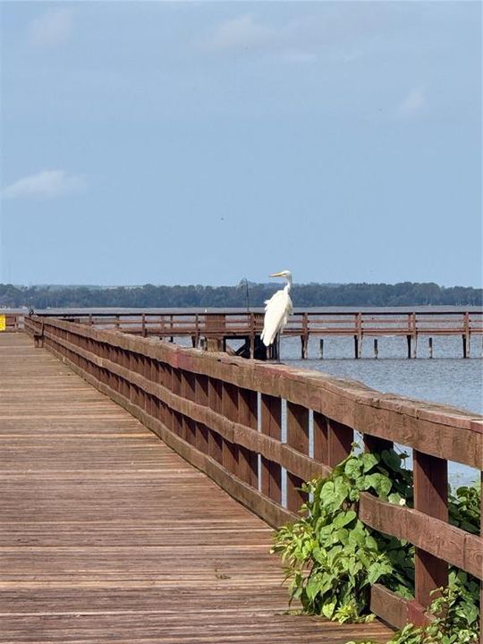 En Venta: $16,500 (0.50 acres)