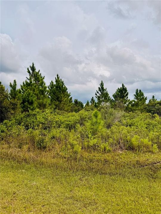 En Venta: $16,500 (0.50 acres)