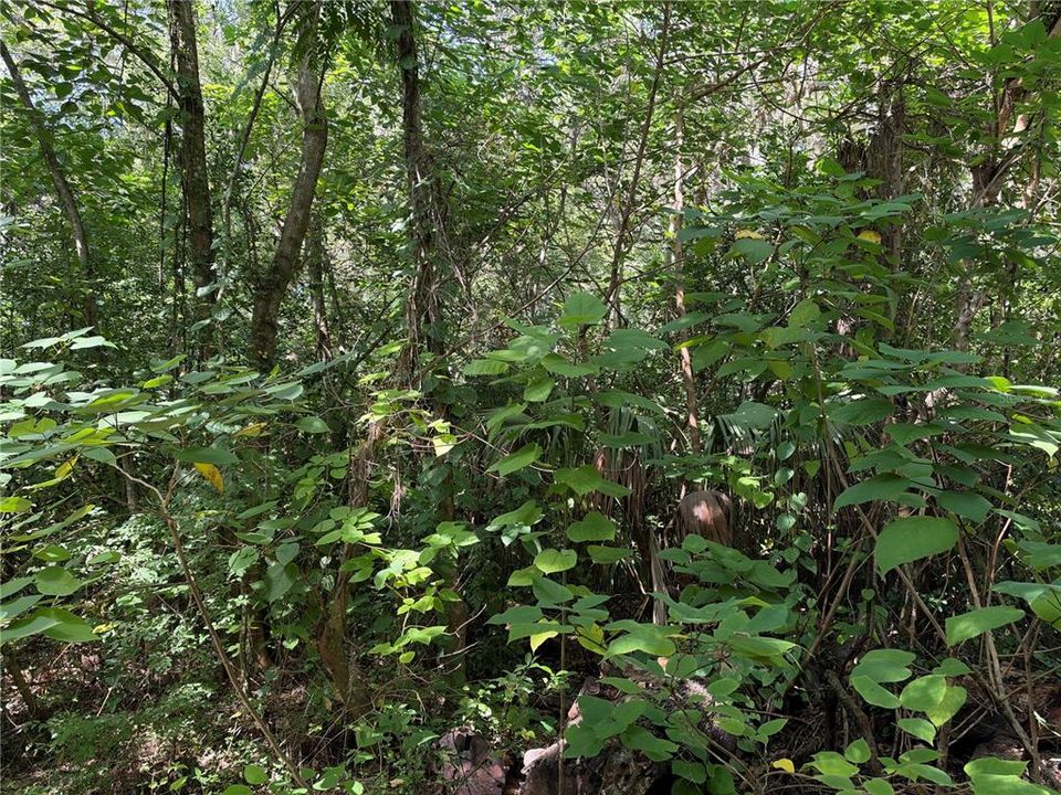 待售: $30,000 (0.36 acres)