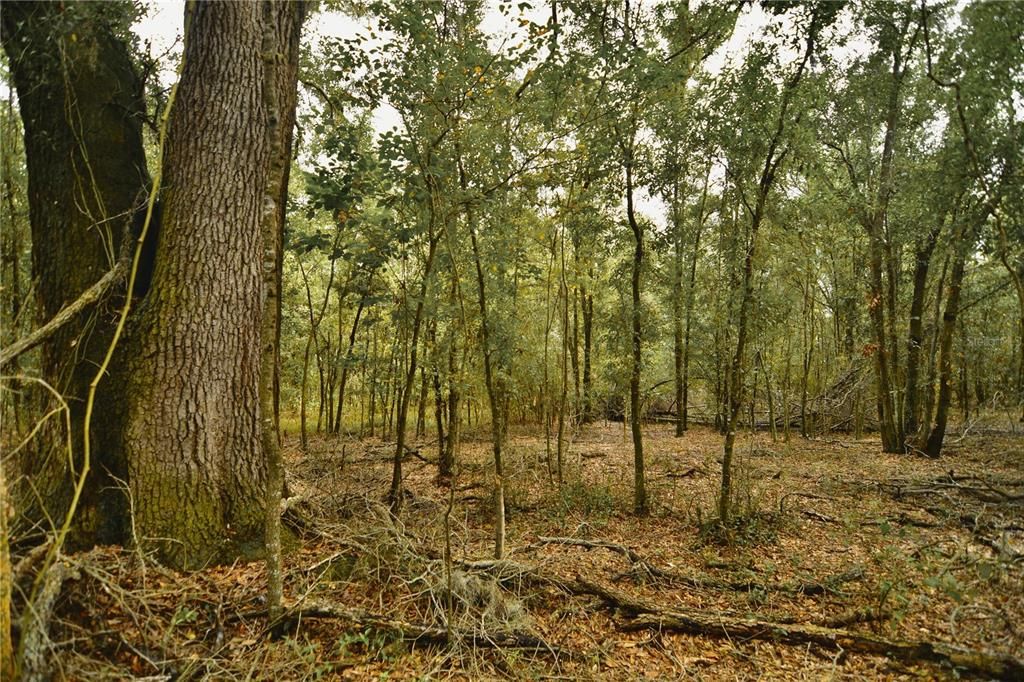 На продажу: $160,000 (10.00 acres)