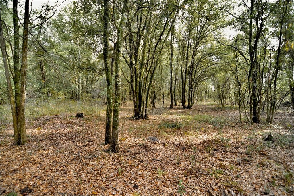 На продажу: $160,000 (10.00 acres)