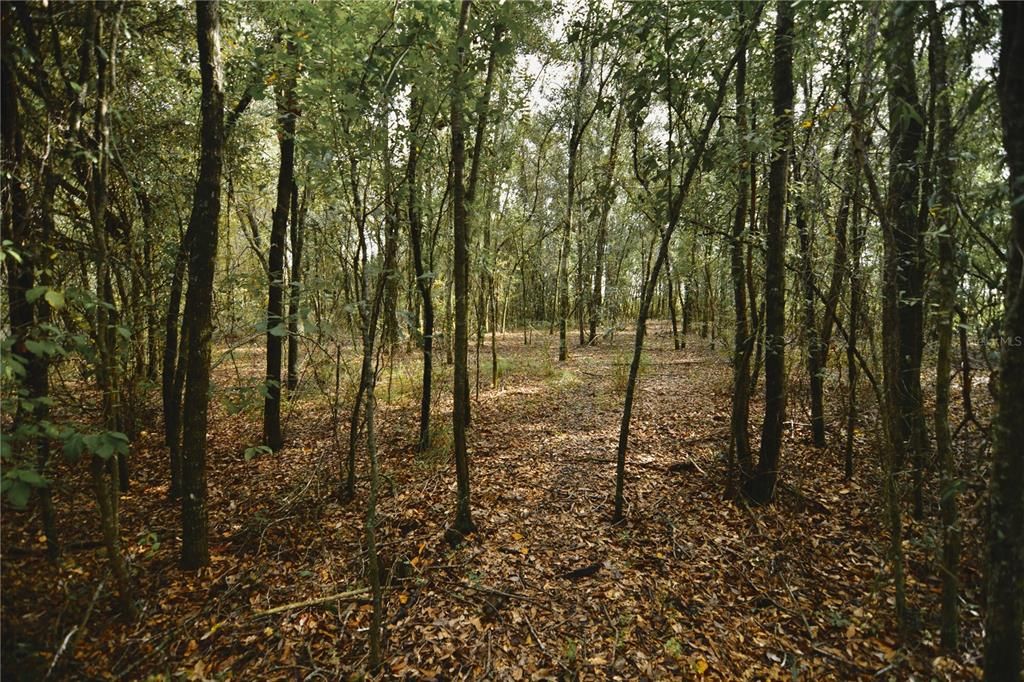 На продажу: $160,000 (10.00 acres)