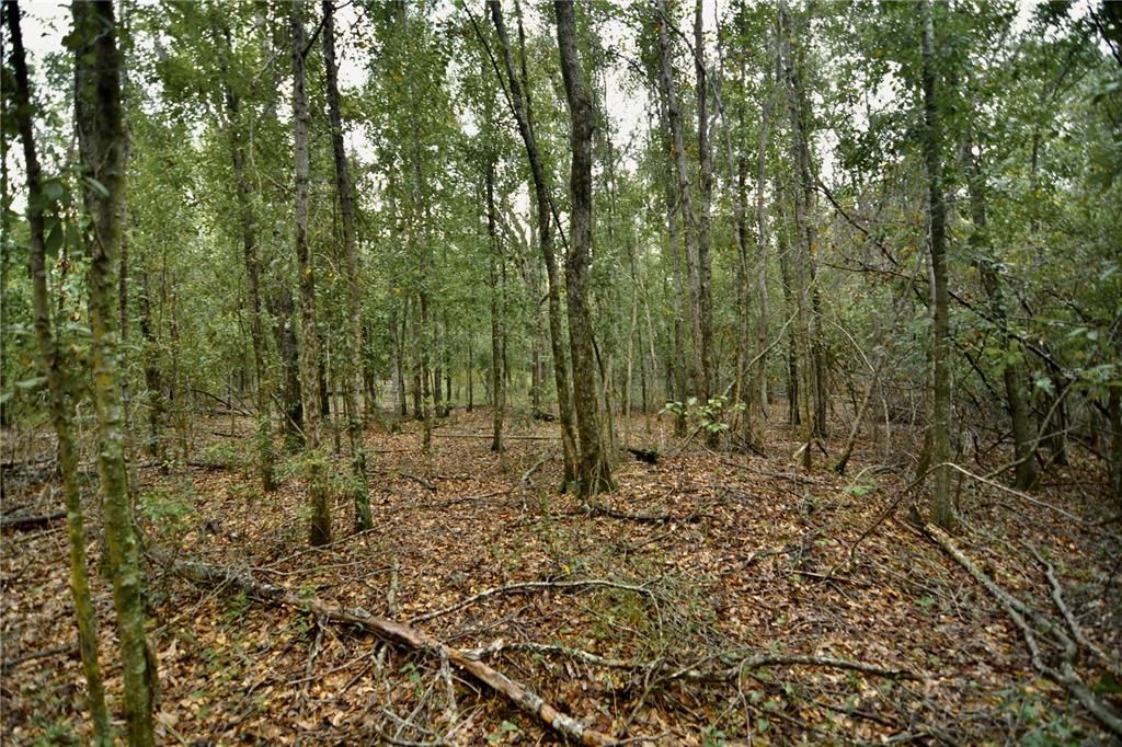 На продажу: $160,000 (10.00 acres)
