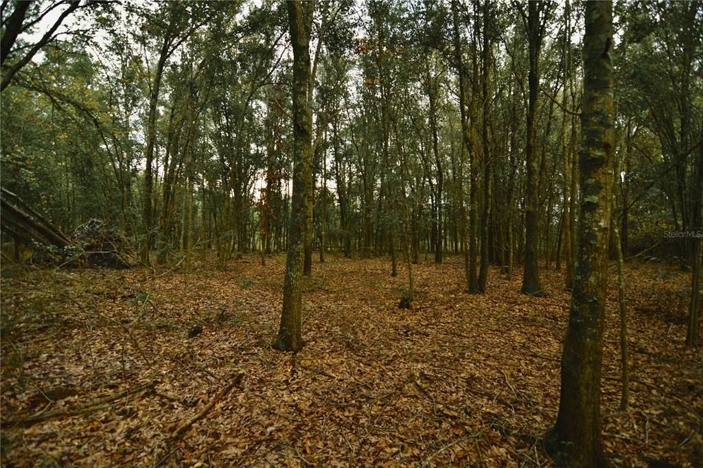 На продажу: $160,000 (10.00 acres)