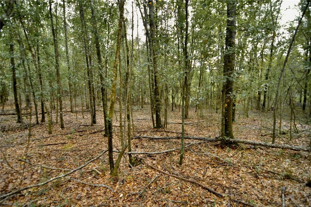 На продажу: $160,000 (10.00 acres)