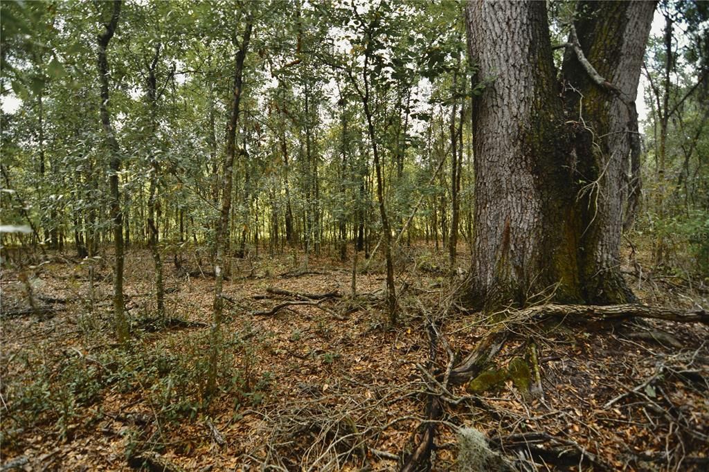 На продажу: $160,000 (10.00 acres)