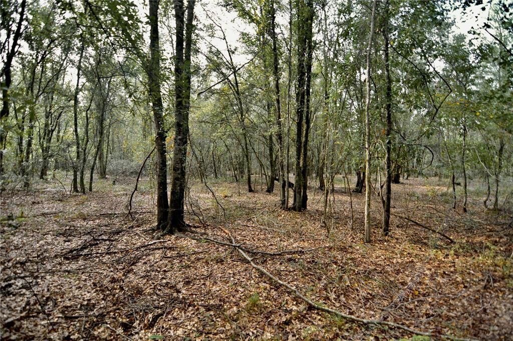 На продажу: $160,000 (10.00 acres)