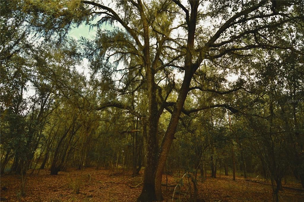 На продажу: $160,000 (10.00 acres)