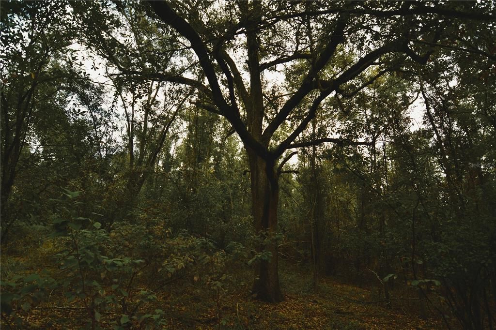 На продажу: $160,000 (10.00 acres)