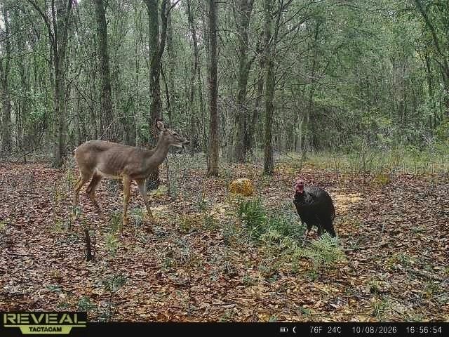 На продажу: $160,000 (10.00 acres)