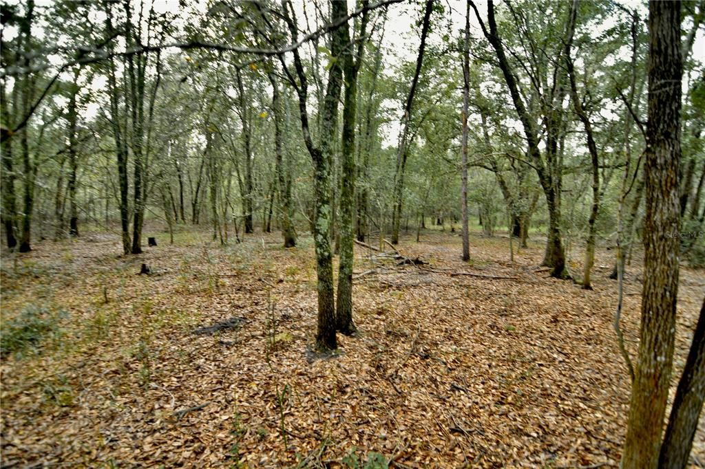 На продажу: $160,000 (10.00 acres)