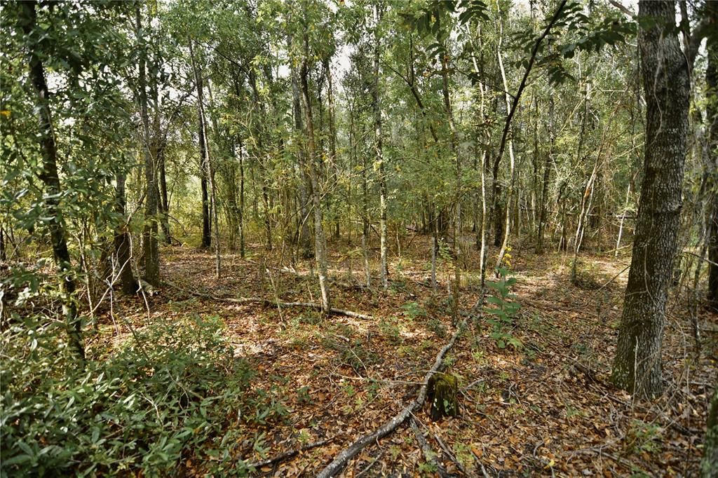 На продажу: $160,000 (10.00 acres)