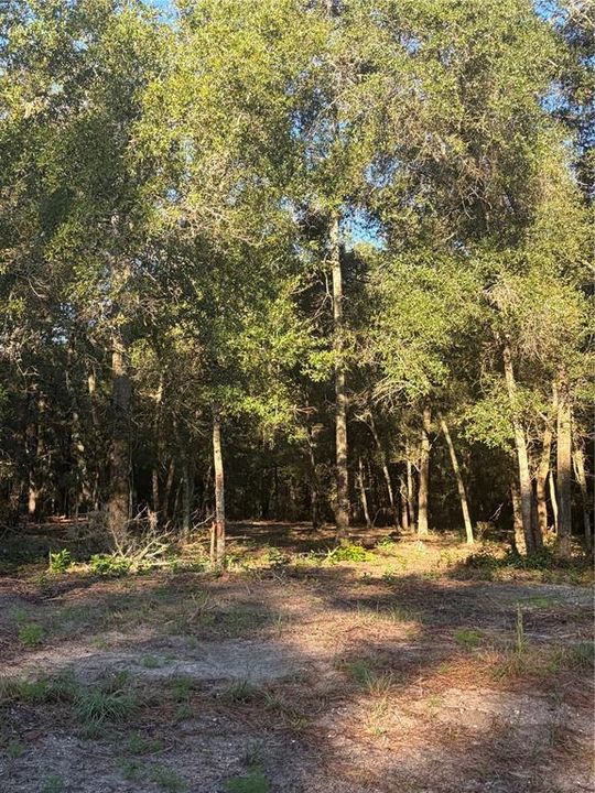 For Sale: $19,500 (0.31 acres)