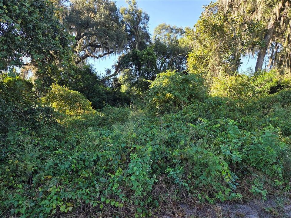 For Sale: $200,000 (6.50 acres)