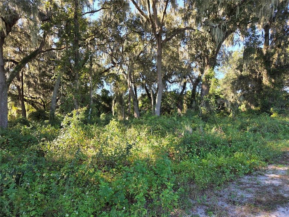 For Sale: $200,000 (6.50 acres)