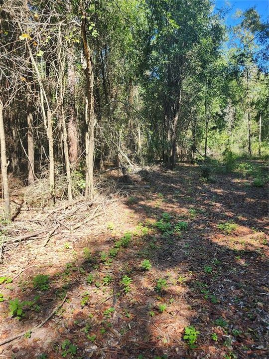 For Sale: $24,000 (1.46 acres)