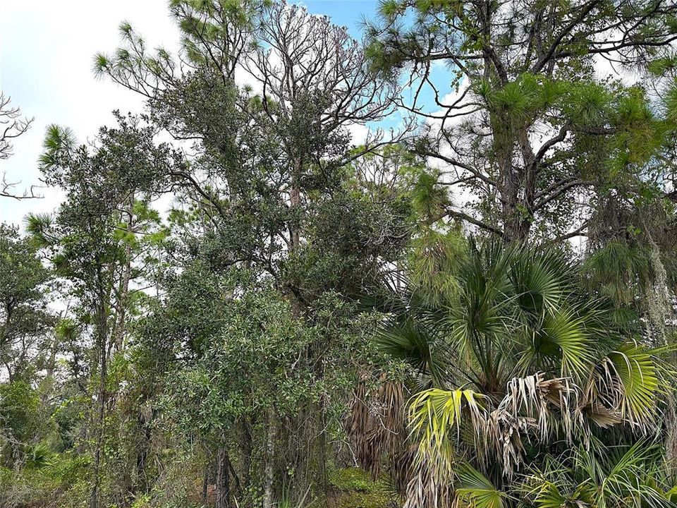 待售: $17,000 (0.23 acres)
