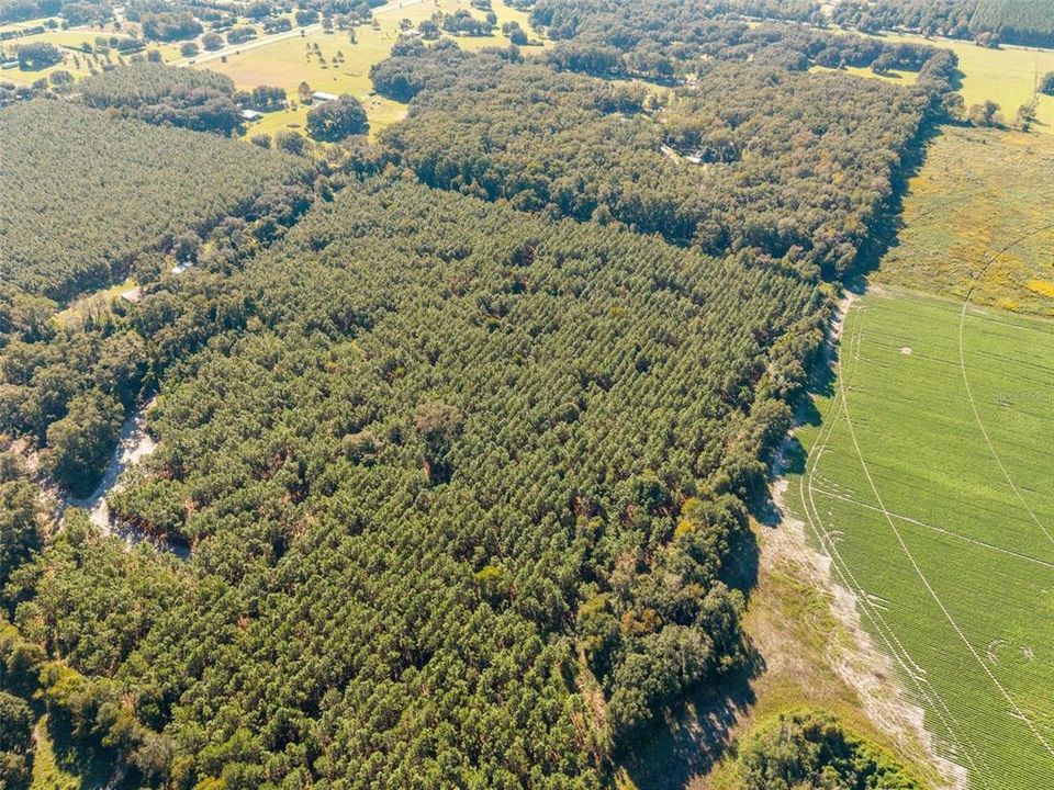 For Sale: $260,000 (13.11 acres)