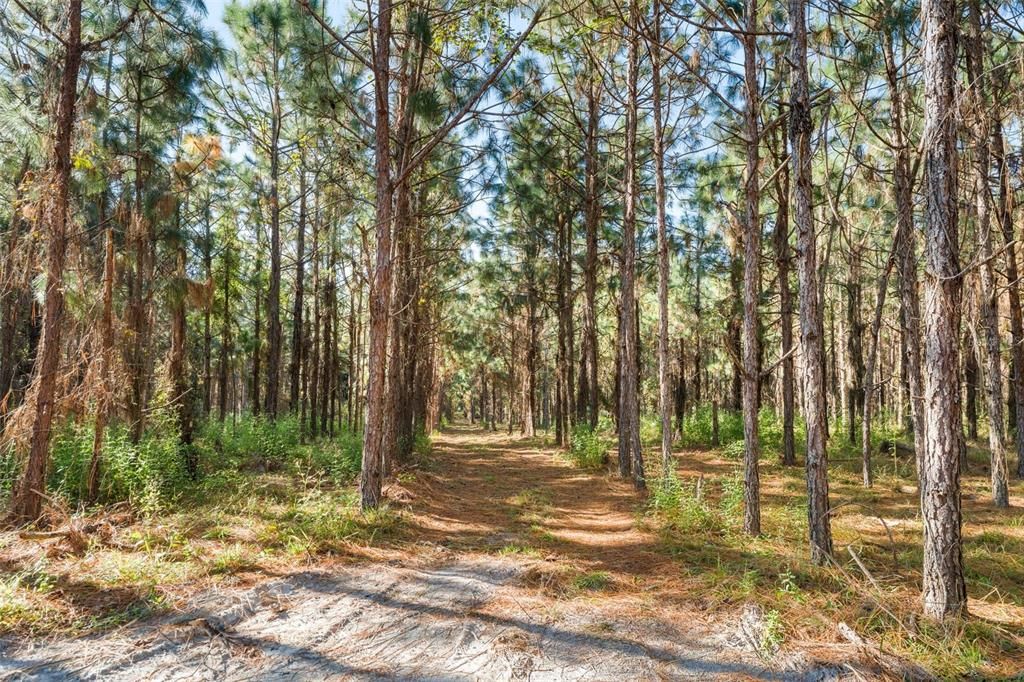 For Sale: $260,000 (13.11 acres)
