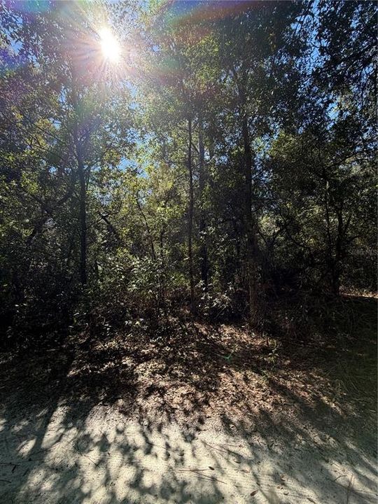For Sale: $39,900 (1.25 acres)
