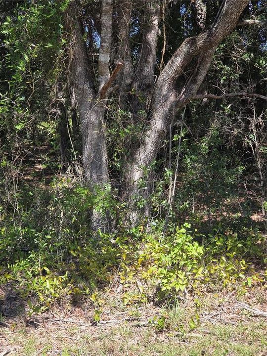For Sale: $30,000 (0.34 acres)