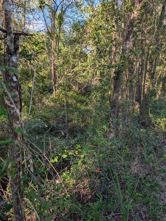 На продажу: $49,900 (1.49 acres)