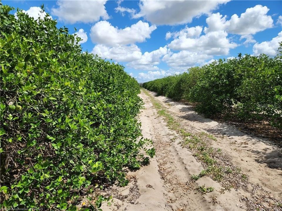 For Sale: $1,290,000 (86.99 acres)