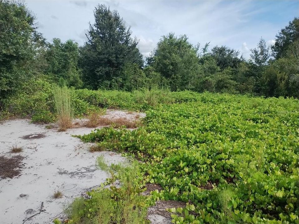待售: $65,000 (1.77 acres)