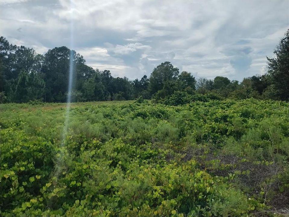 待售: $65,000 (1.77 acres)