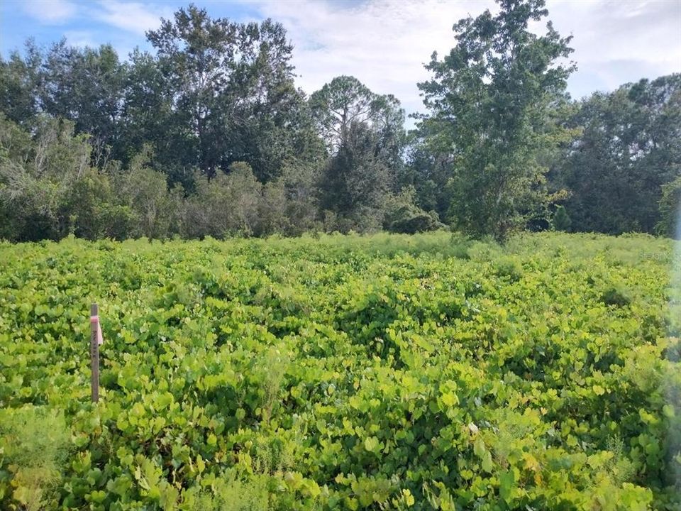 待售: $65,000 (1.77 acres)