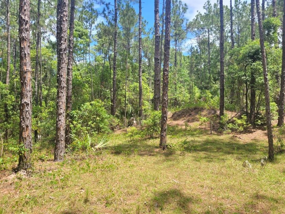 En Venta: $150,000 (2.94 acres)