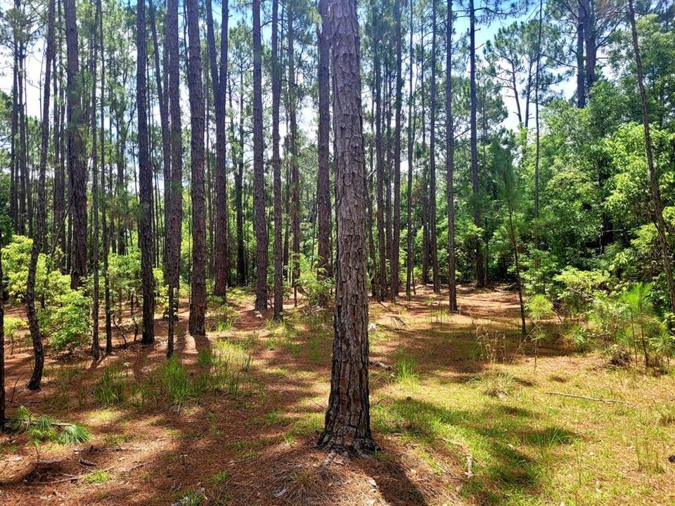 En Venta: $150,000 (2.94 acres)