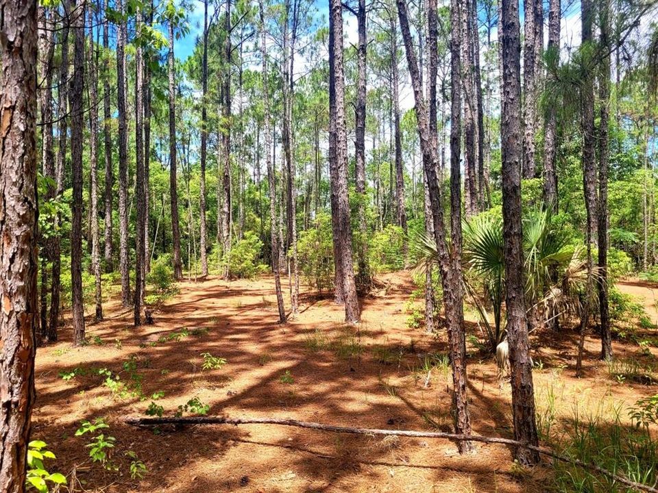 En Venta: $150,000 (2.94 acres)