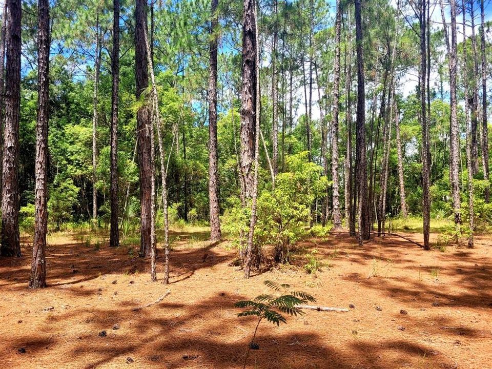 En Venta: $150,000 (2.94 acres)