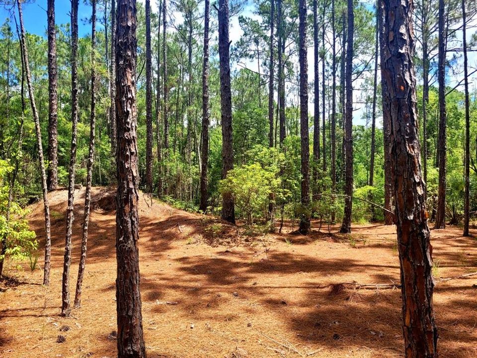 En Venta: $150,000 (2.94 acres)