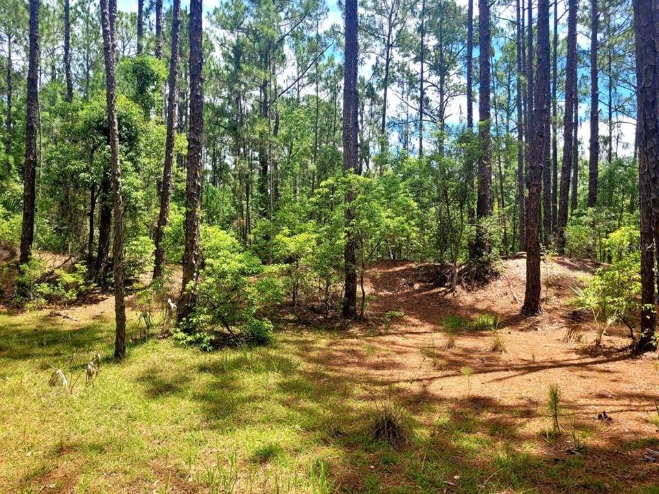 En Venta: $150,000 (2.94 acres)