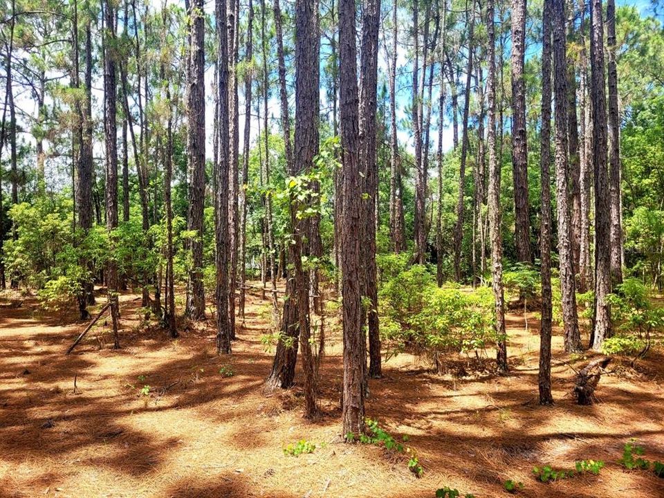 En Venta: $150,000 (2.94 acres)