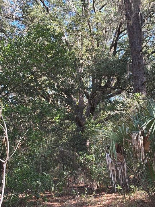 En Venta: $30,000 (1.06 acres)