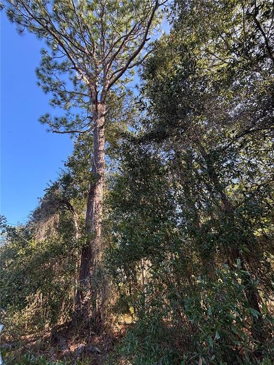 En Venta: $30,000 (1.06 acres)