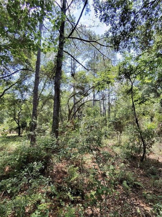 待售: $15,000 (0.23 acres)