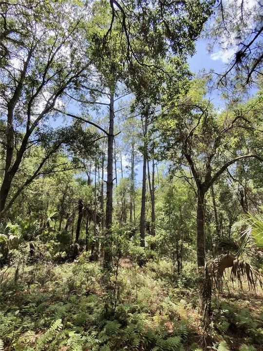 待售: $15,000 (0.23 acres)