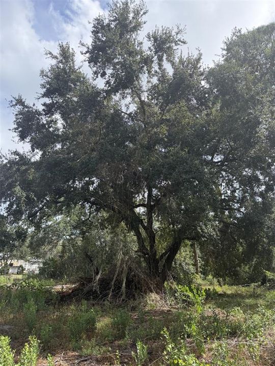 For Sale: $24,900 (0.23 acres)