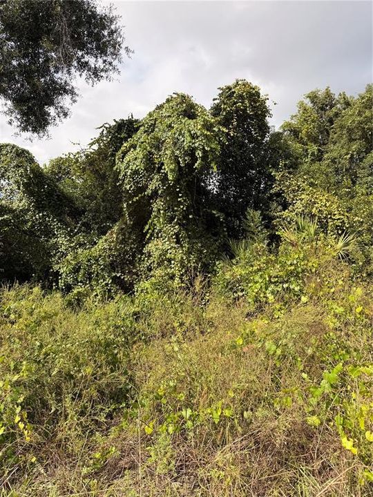 For Sale: $26,999 (0.22 acres)