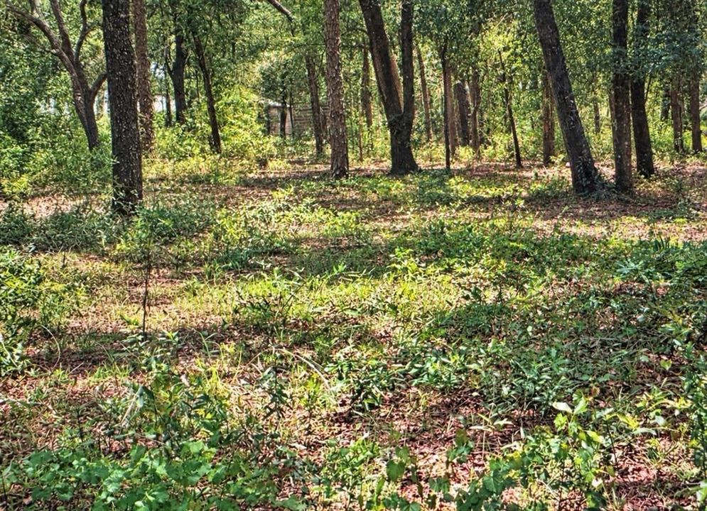 For Sale: $249,000 (5.00 acres)