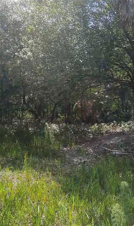 На продажу: $50,000 (1.25 acres)