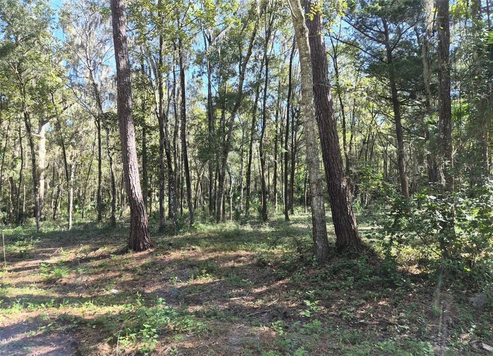 En Venta: $28,000 (0.25 acres)
