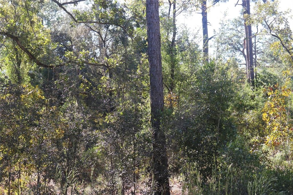 En Venta: $36,000 (1.00 acres)