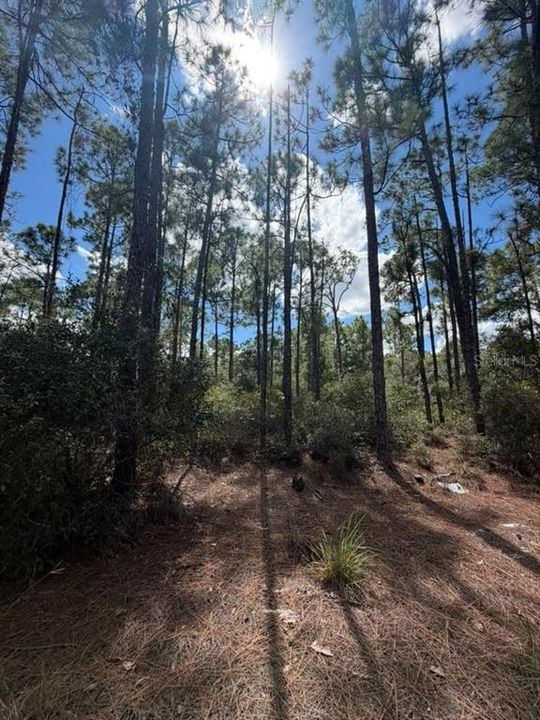 待售: $13,900 (0.23 acres)